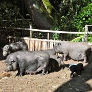 Une grande famille de cochons nains noirs