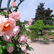 Une grande variété de roses anciennes embaument le jardin