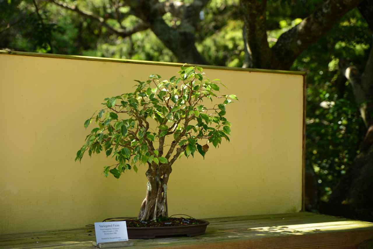 Variegated Ficus, date de 1996