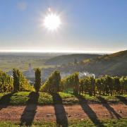 Vue depuis le château du Wineck : la plaine d'Alsace, au fond la Forêt Noire allemande