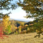 Vue sur la Forêt Noire depuis l'arboretum de Liliental...