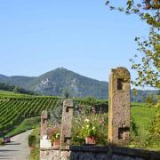 Vue sur les châteaux de Ribeauvillé : St Ulric, le Giersberg et le Haut-Ribeaupierre